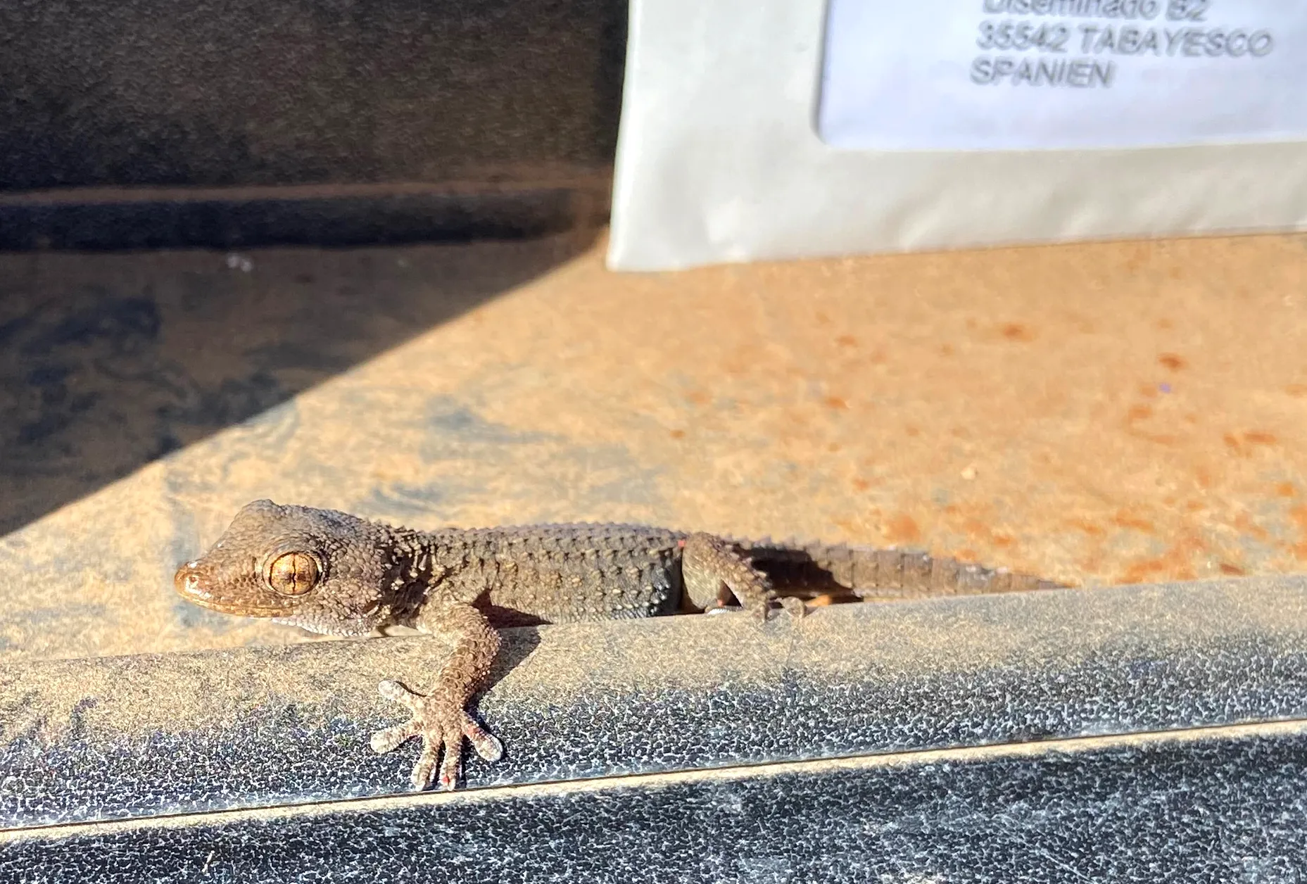 Pekka' (slight tongue-in-cheek) personal assistant - a gecko living in his (real, physical) mail box on Lanzarote