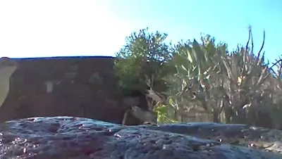 Ein Pieper auf Lanzarote